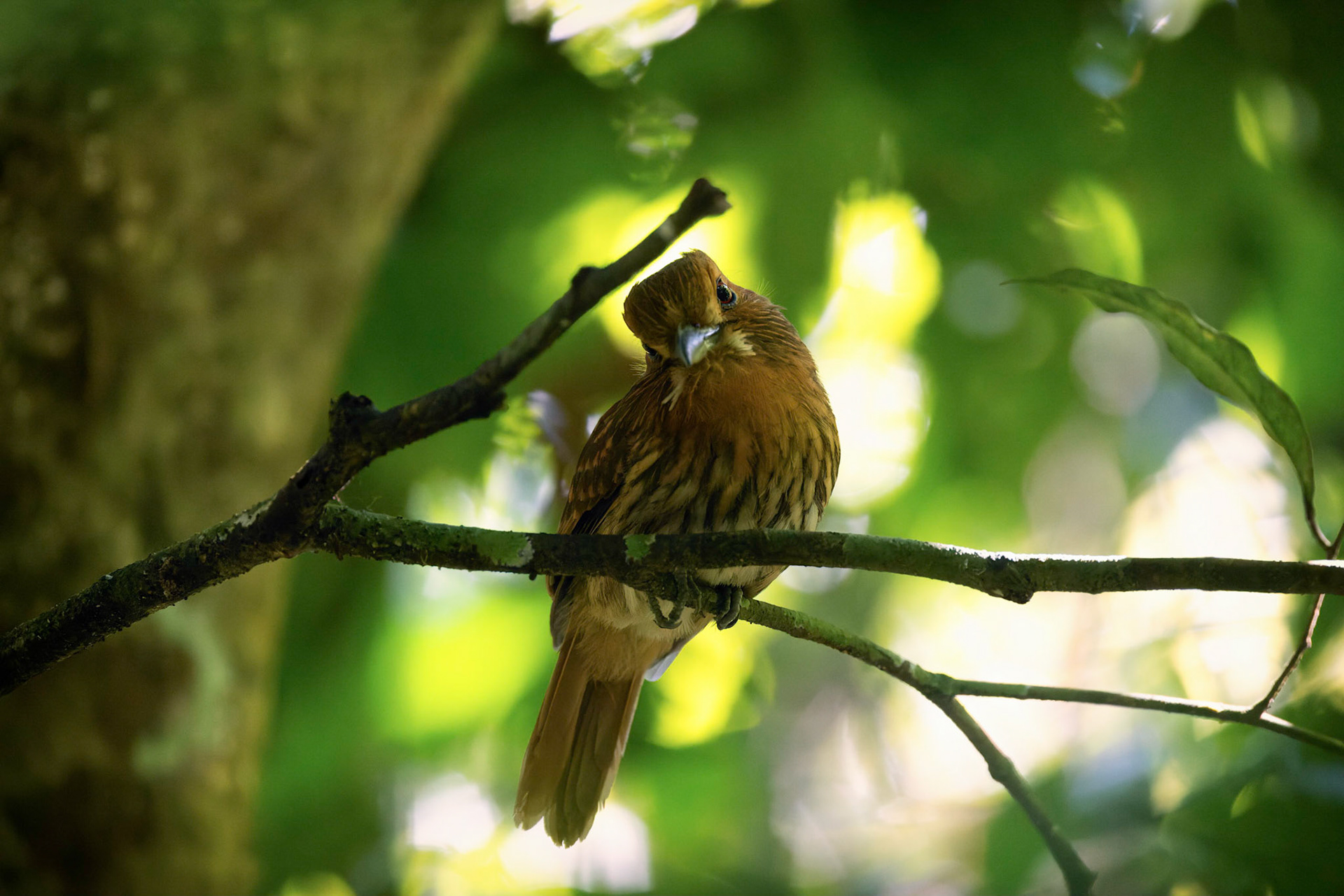 White-whiskered Puffbird