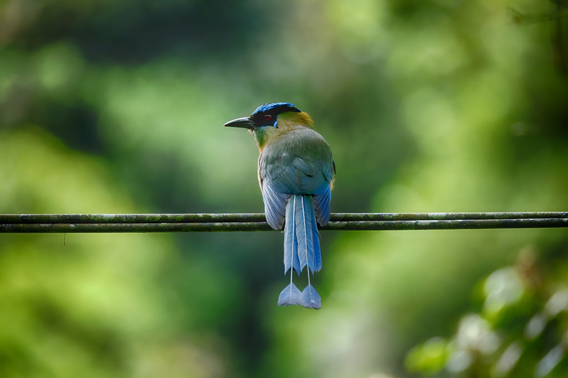 Andean Motmot