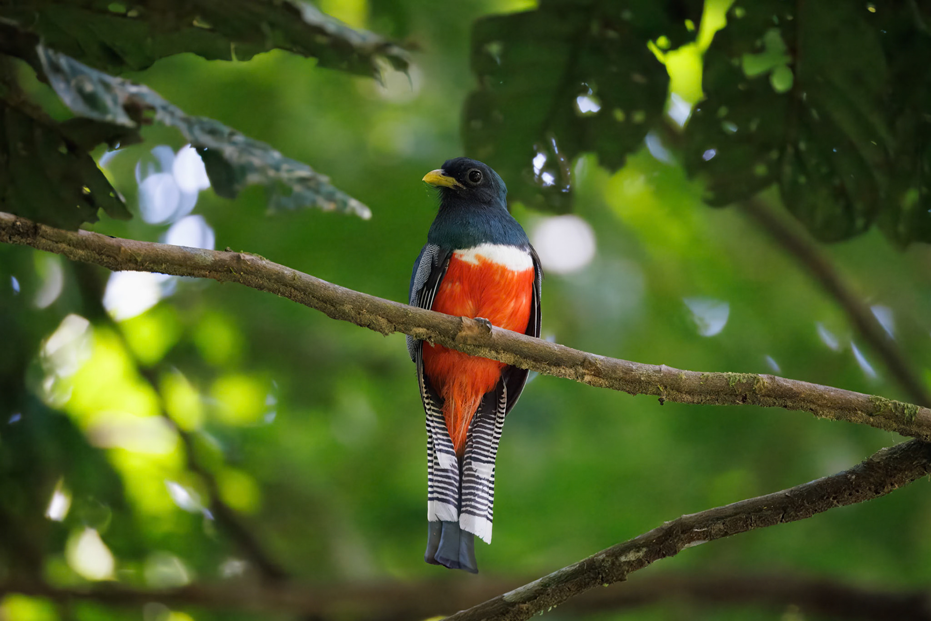 Collared Trogon