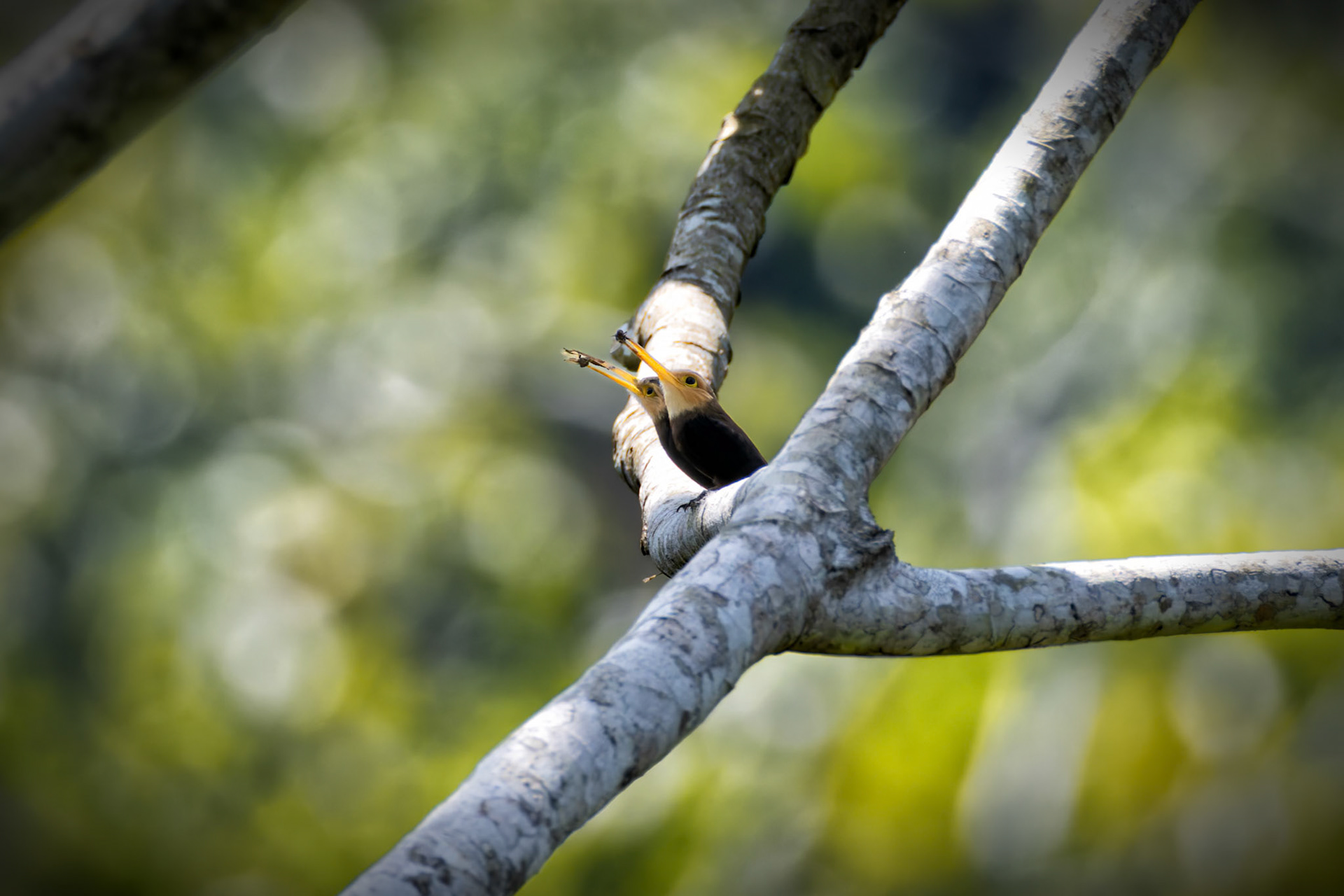 White-throated Jacamar