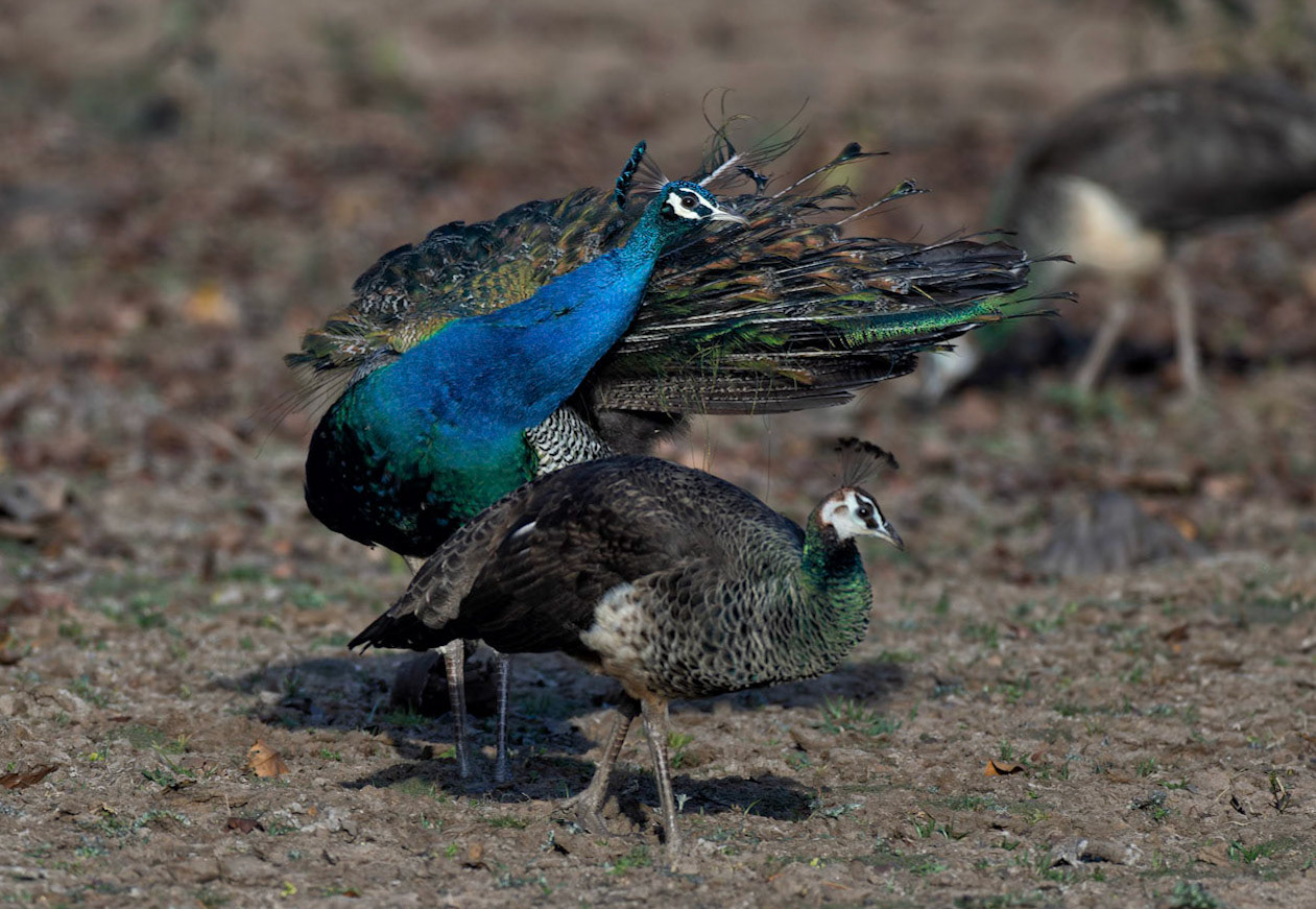 Peacock and peahen