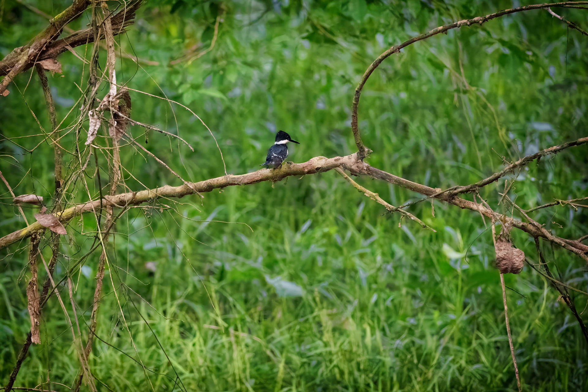Female Green Kingfisher
