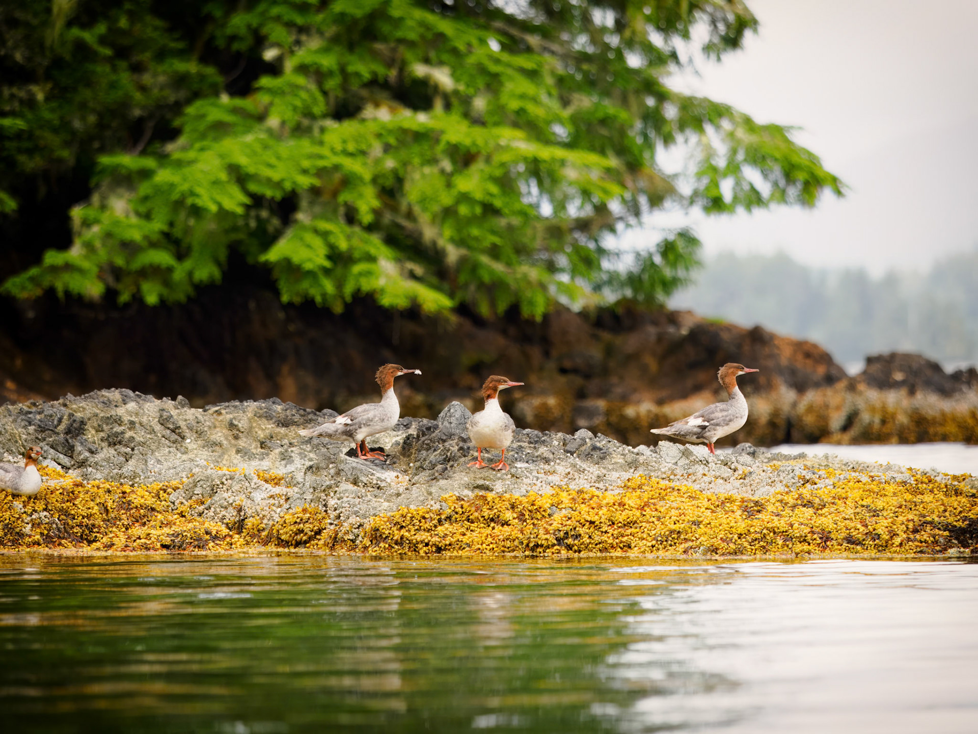 Mergansers