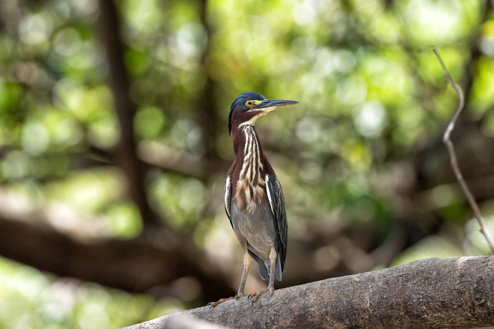 Green Heron