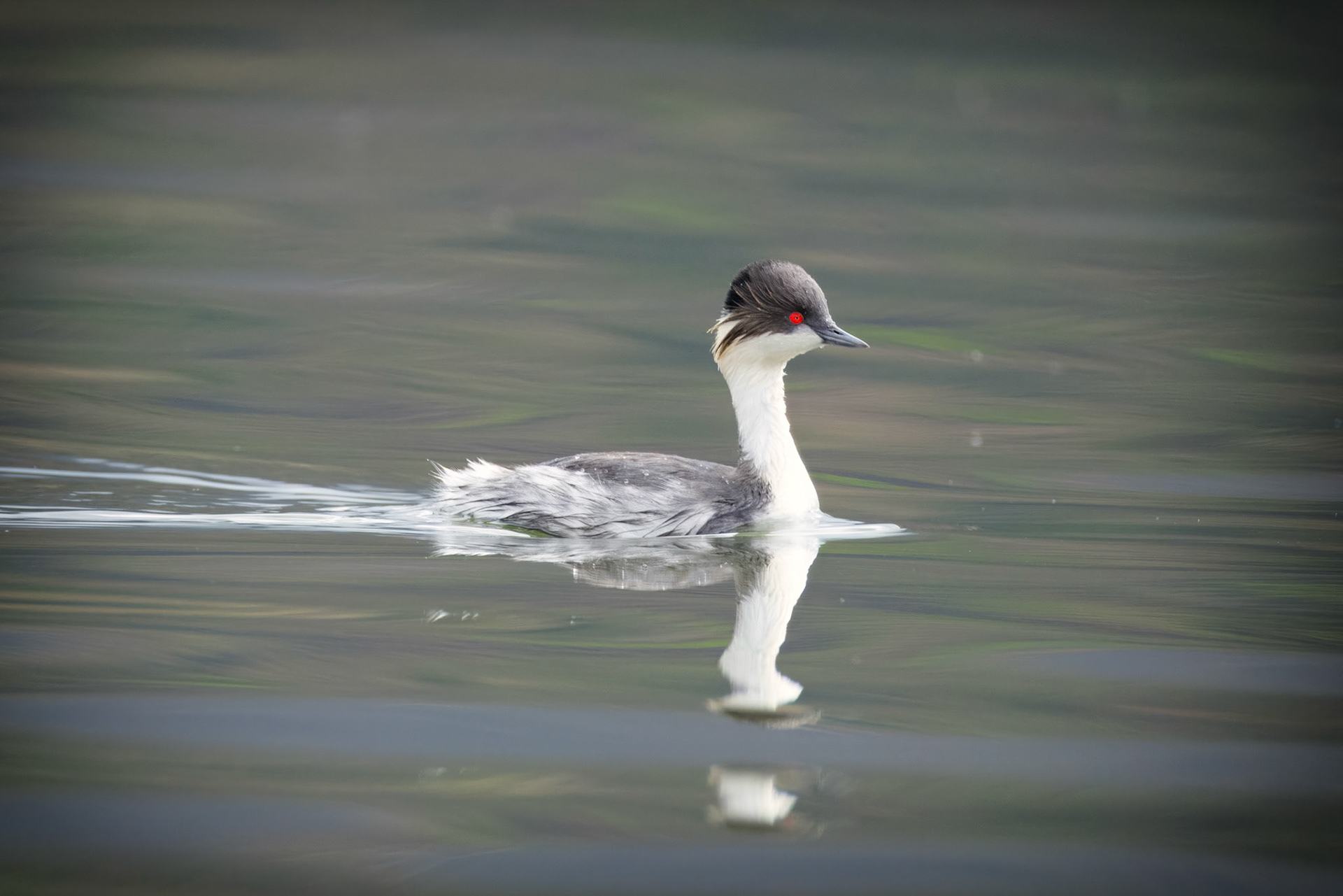 Silvery Grebe