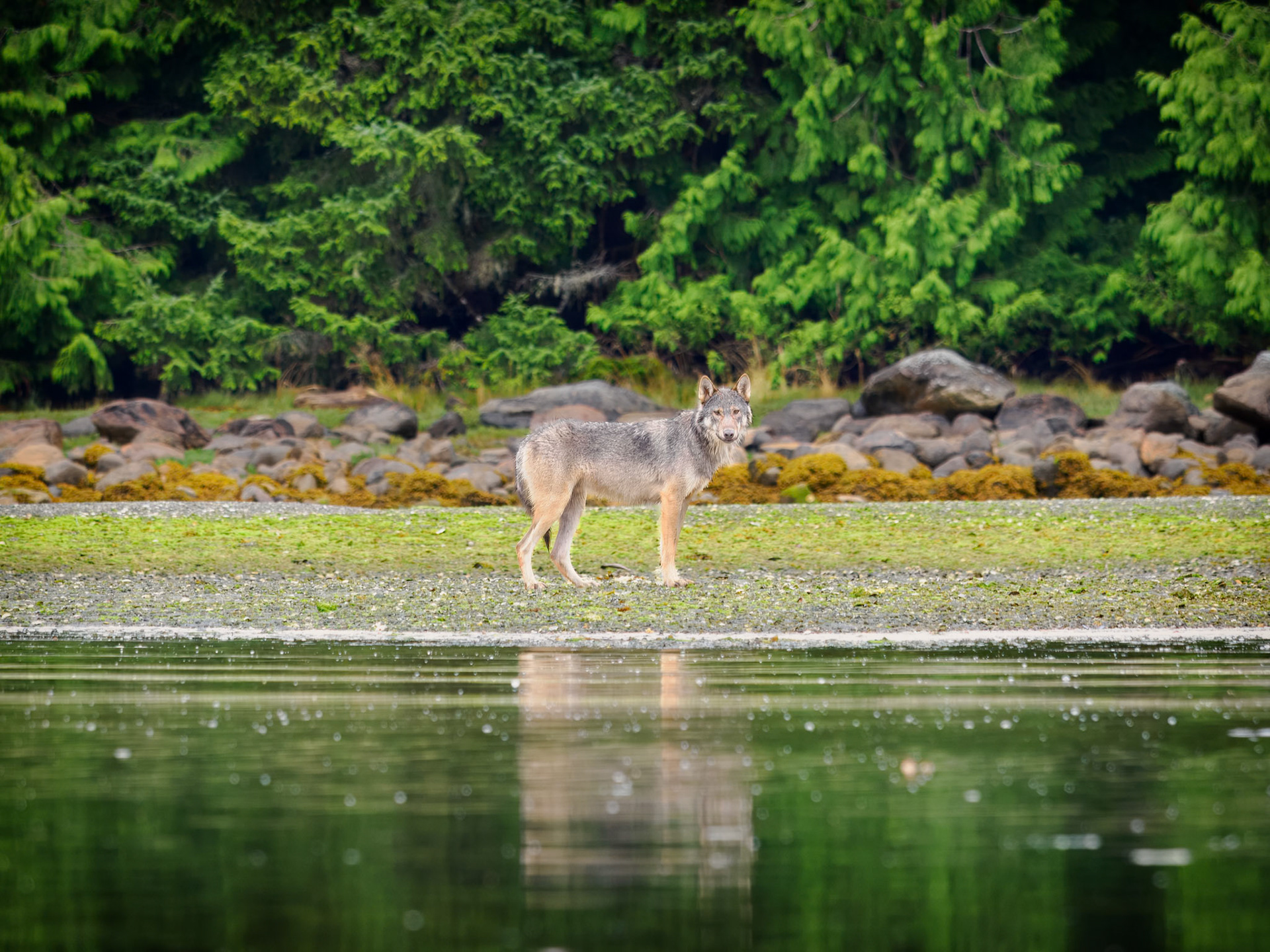 Coastal sea wolf