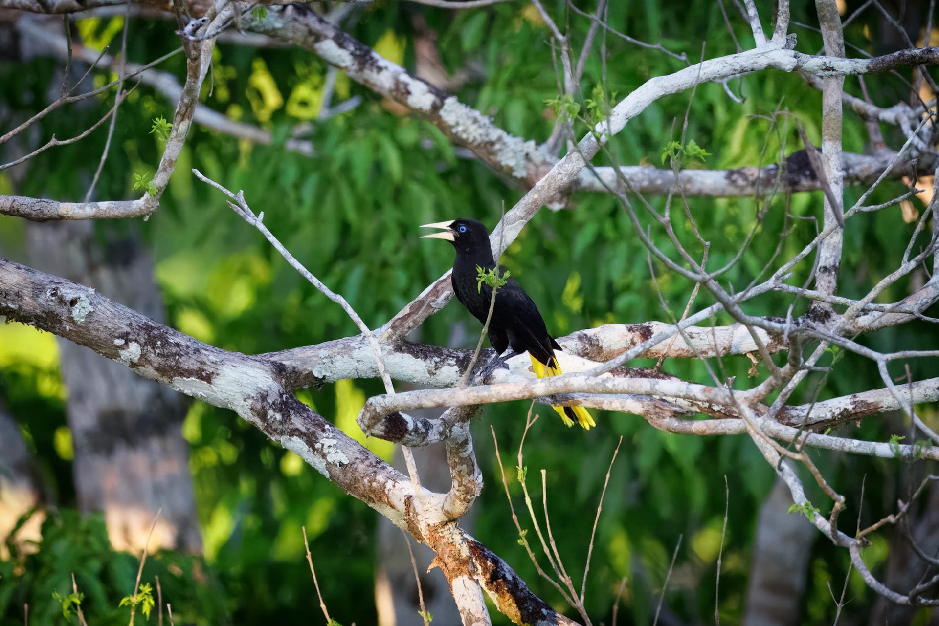 Crested Oropendola