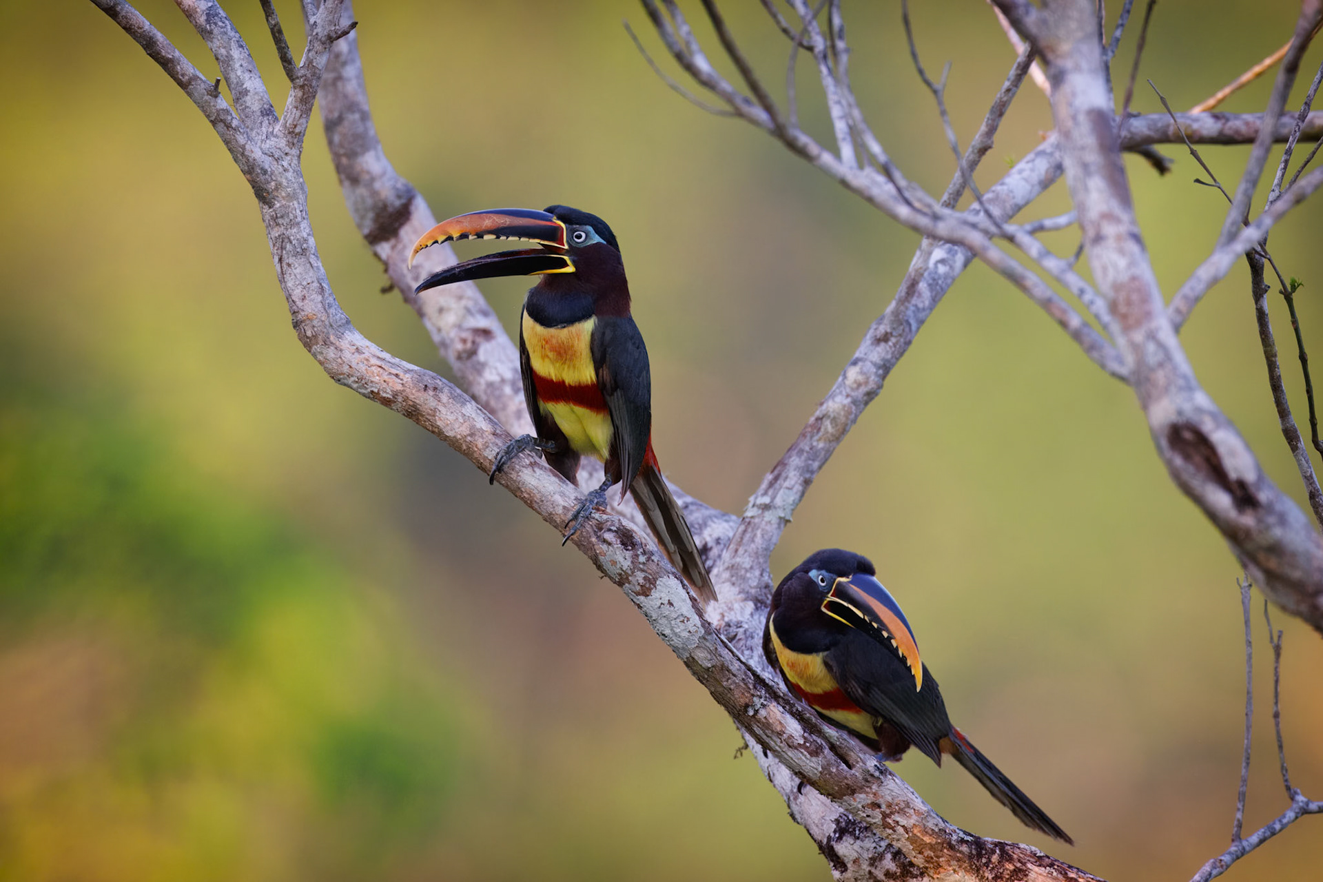 Chesnut-eared Aracari