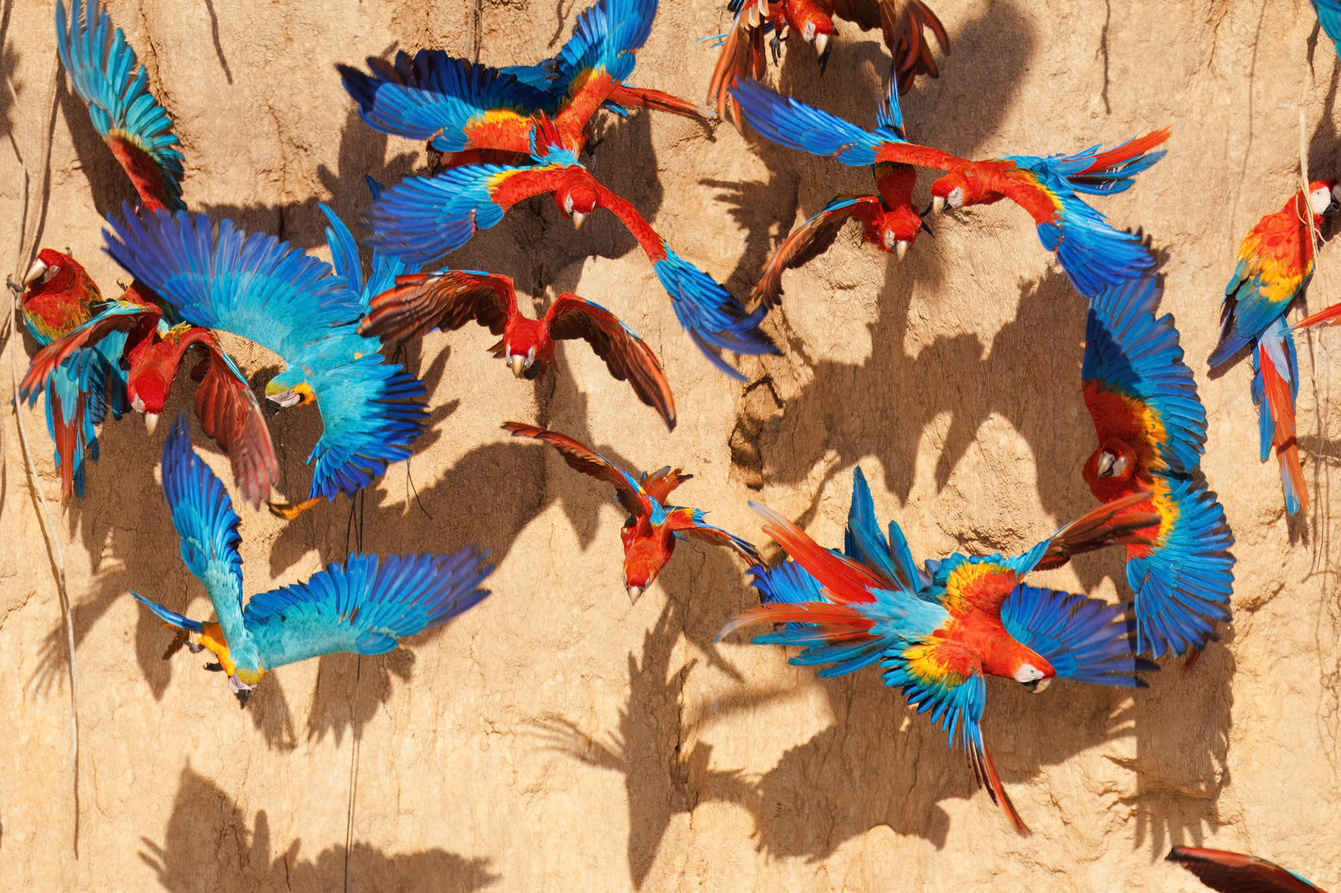 Macaws