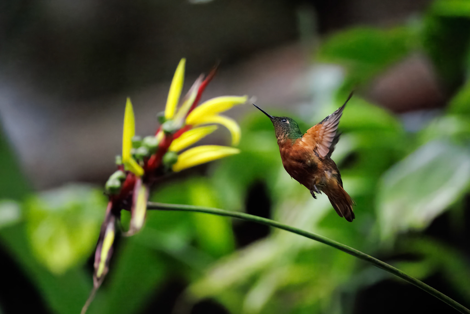 Chestnut-breasted Coronet