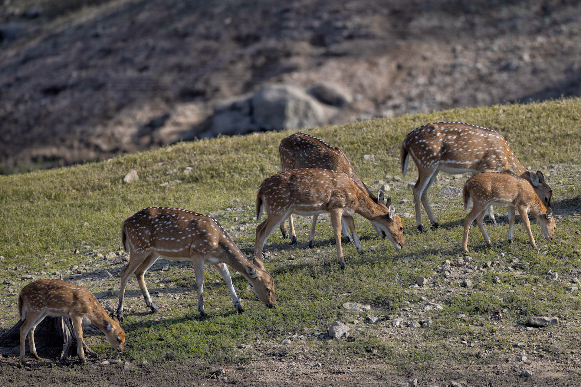 Spotted deer