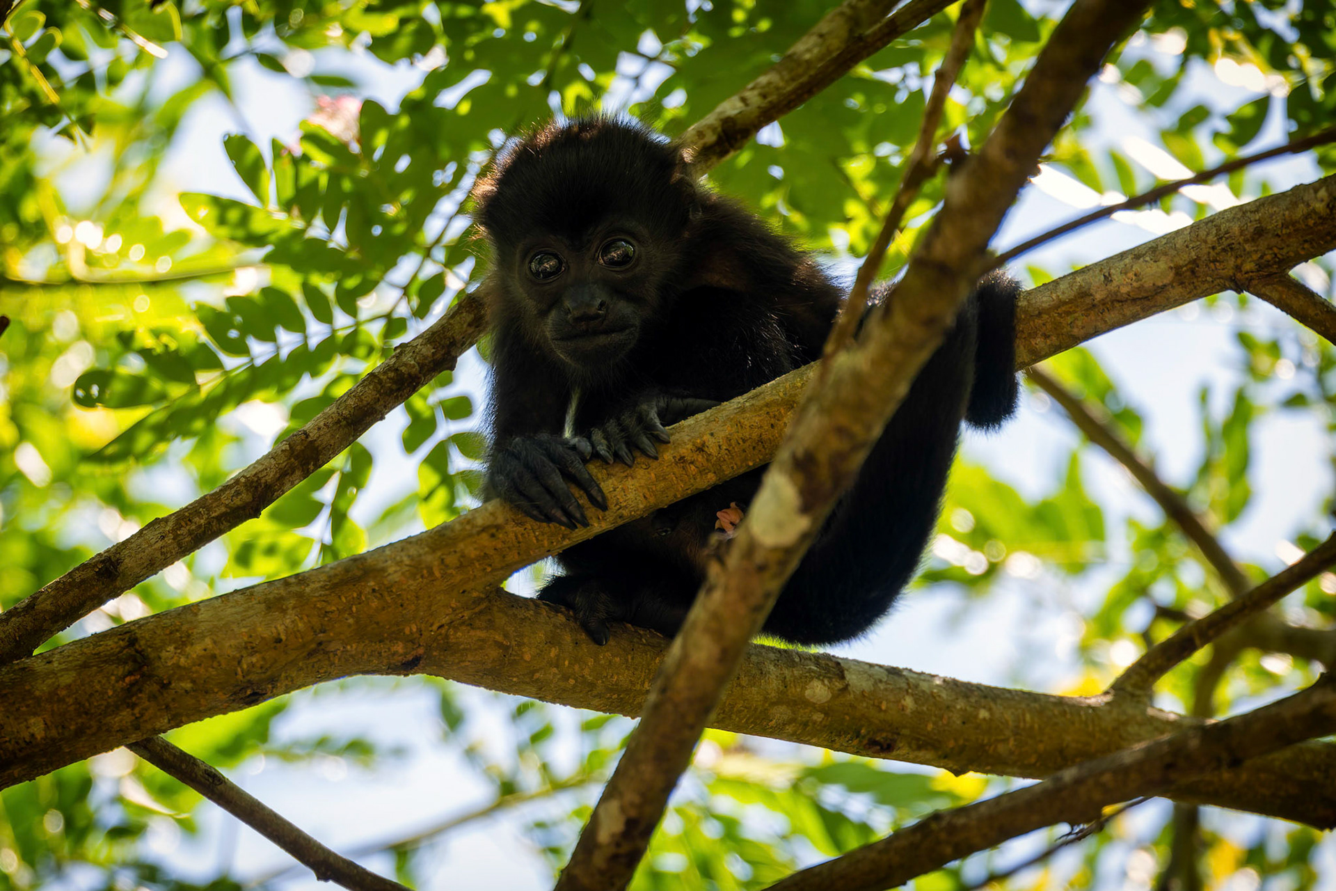 Howler monkey