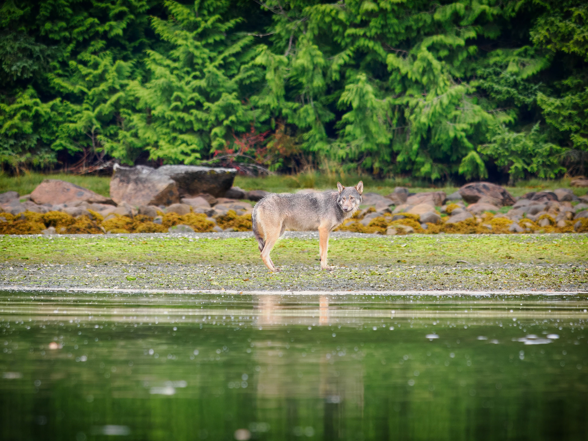 Coastal sea wolf