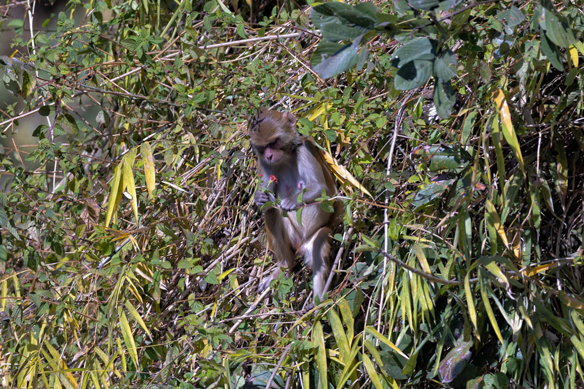 Rhesus Macaque