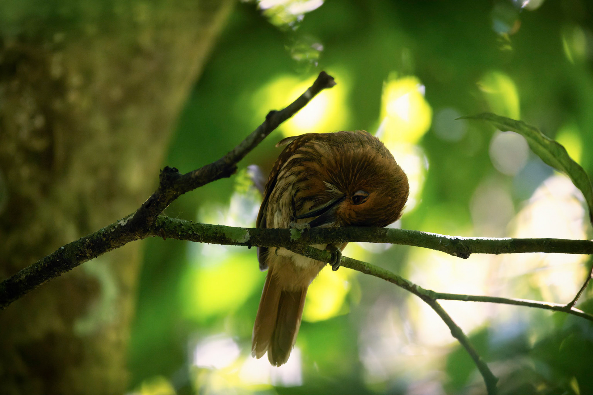 White-whiskered Puffbird