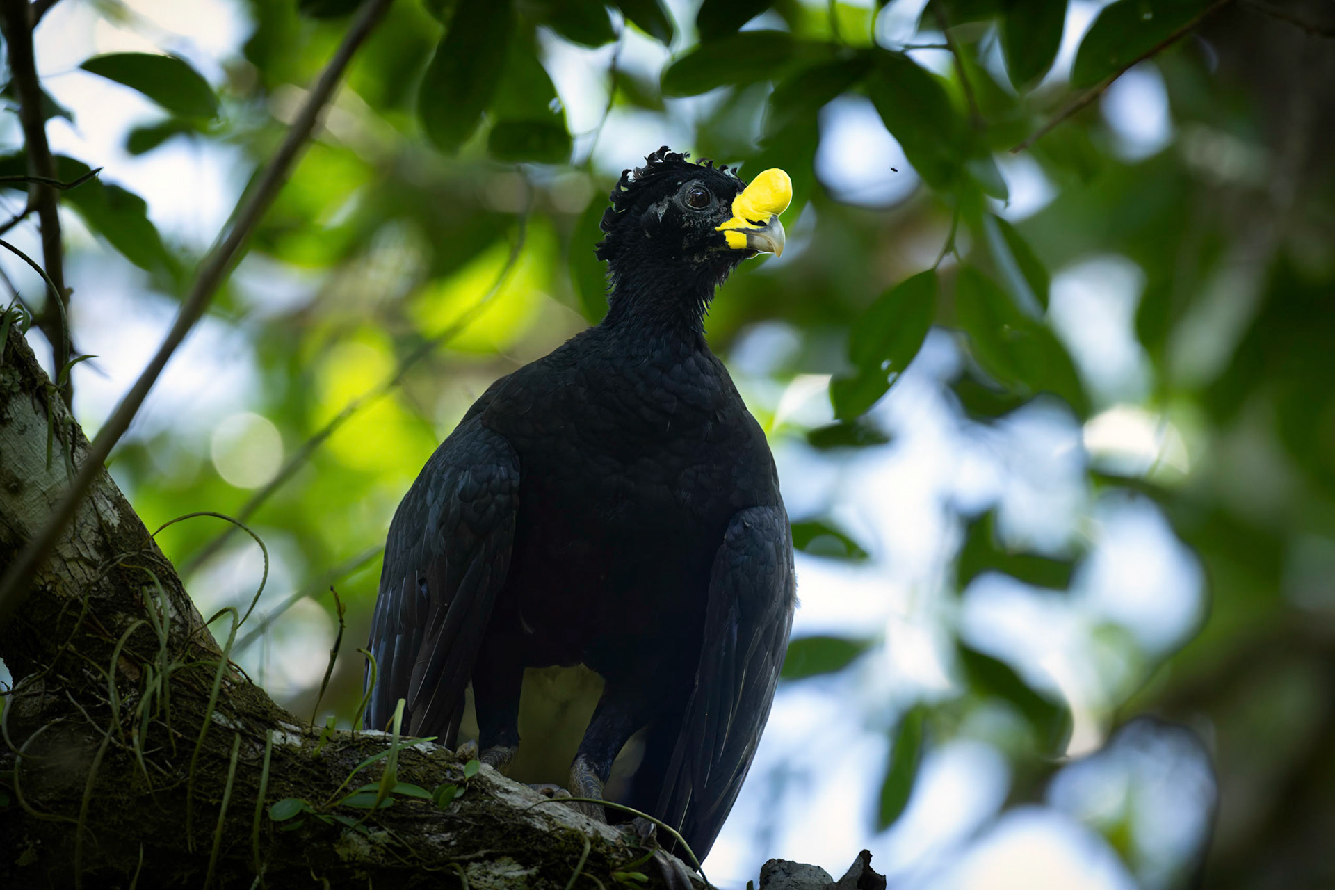 Great Curassow