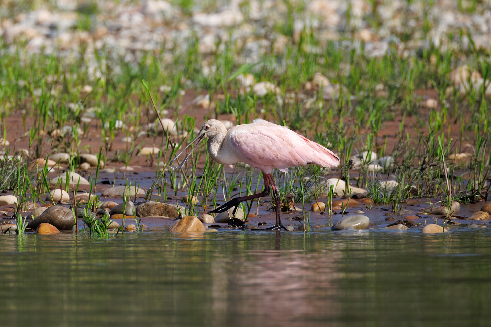 Roseate Spoonbill