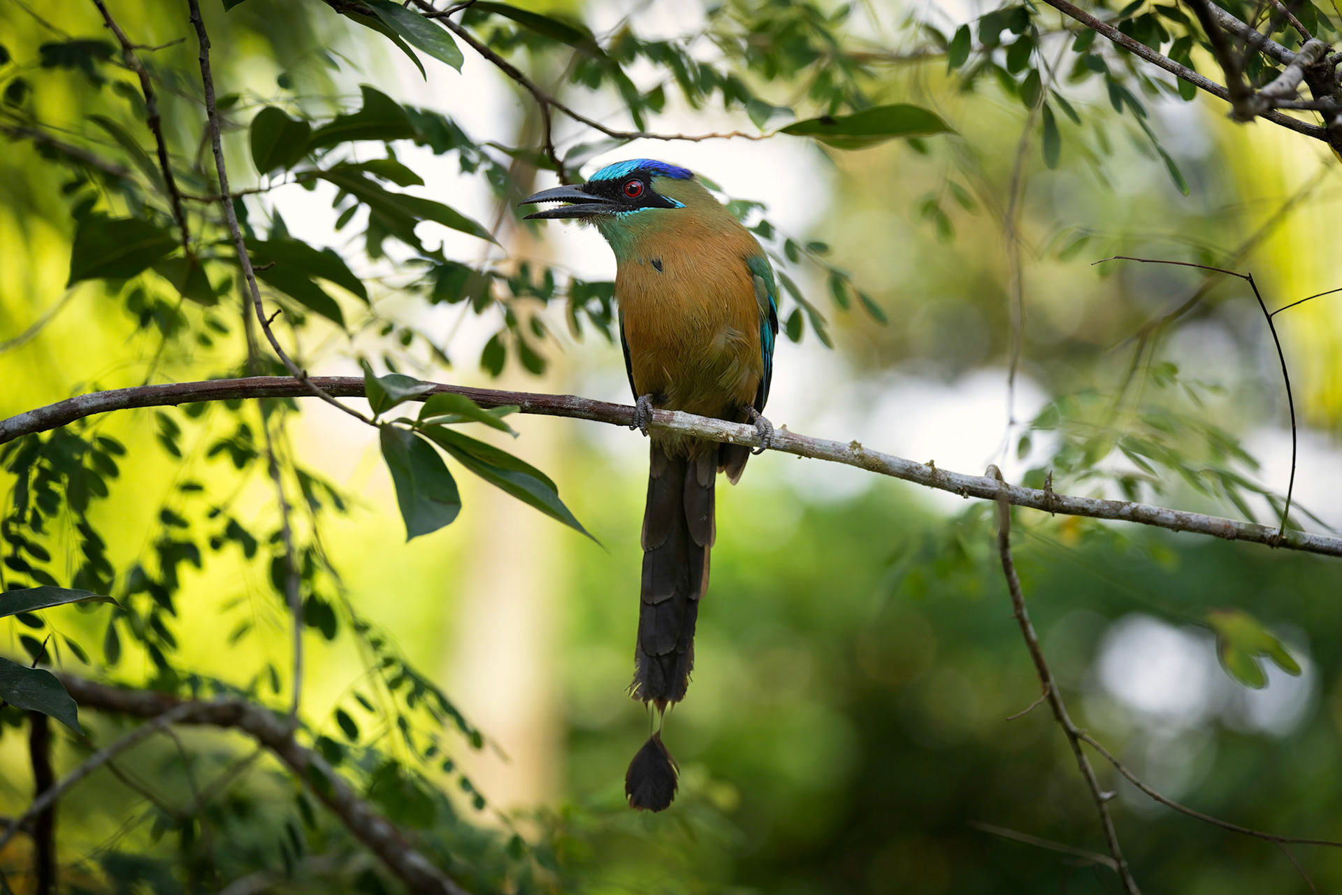 Blue-crowned Motmot
