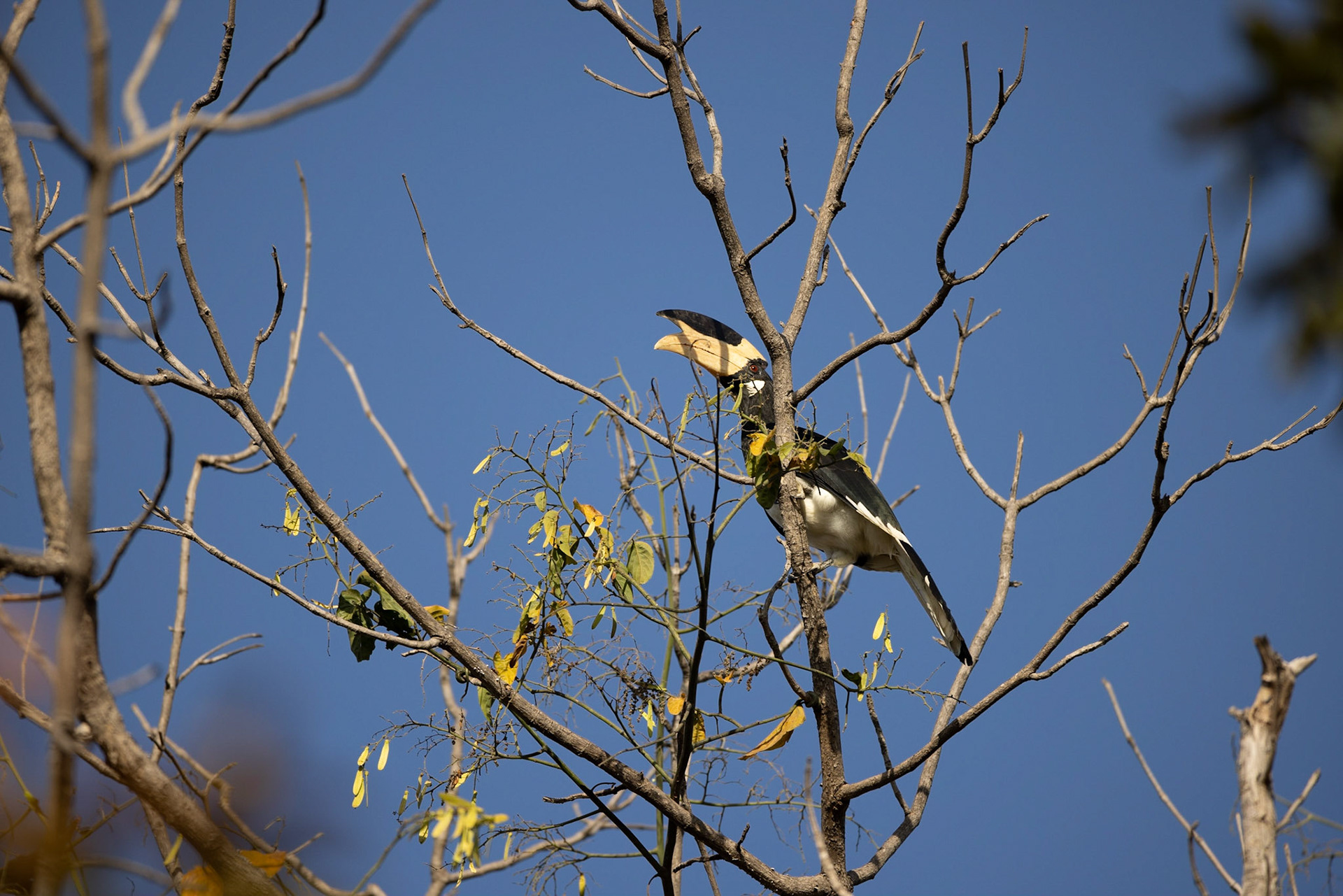 Malabar Pied Hornbill