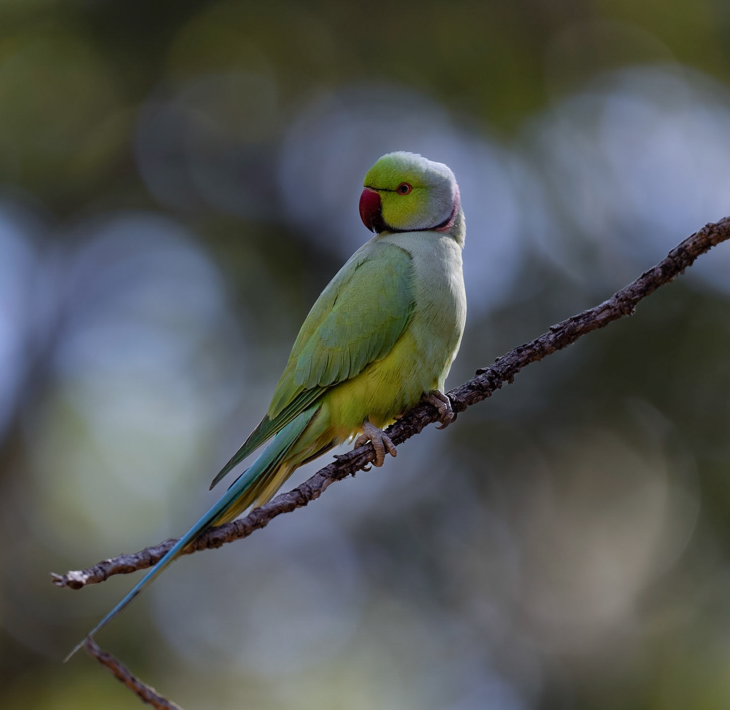 Rose ringed parakeet