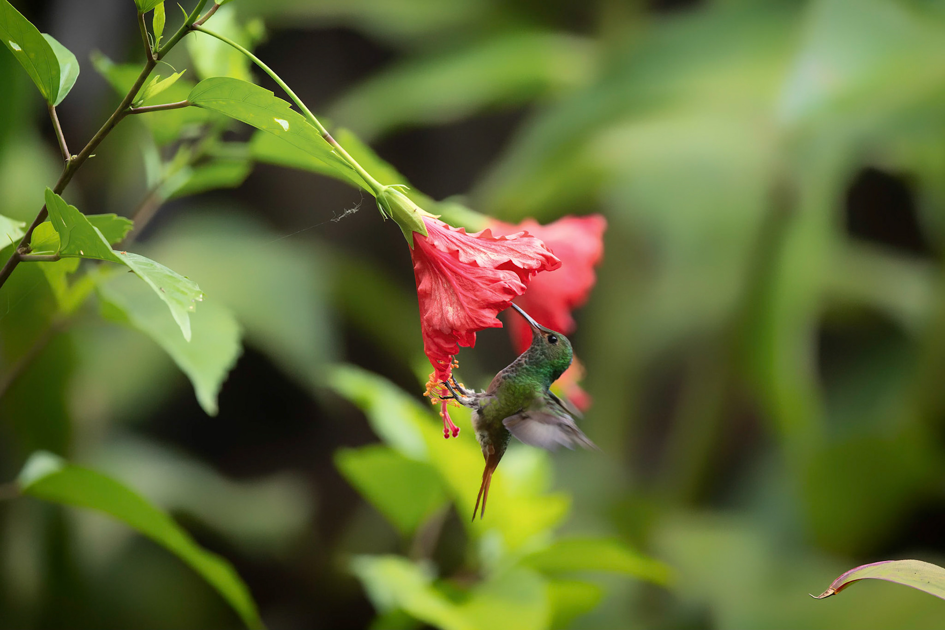 Green Crowned Brilliant Hummingbird