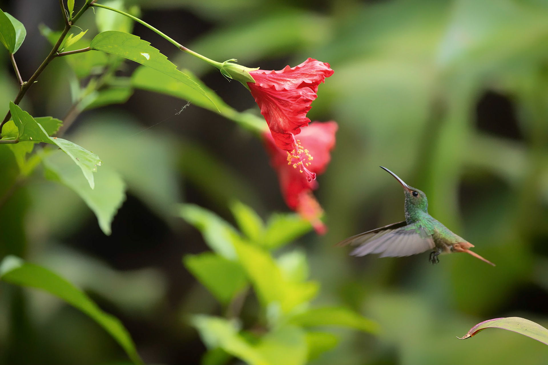 Green Crowned Brilliant Hummingbird