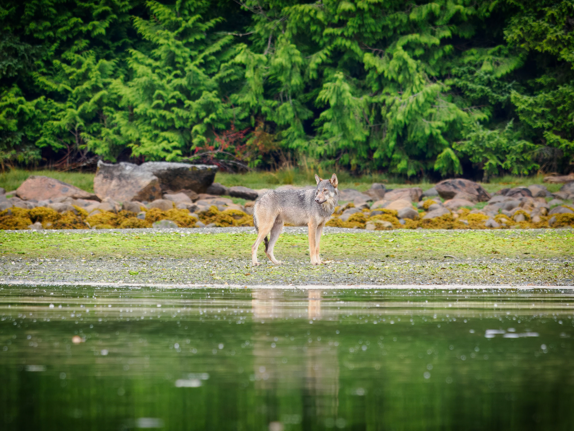 Coastal sea wolf