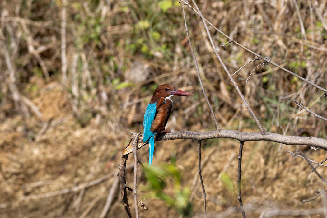 White throated kingfisher