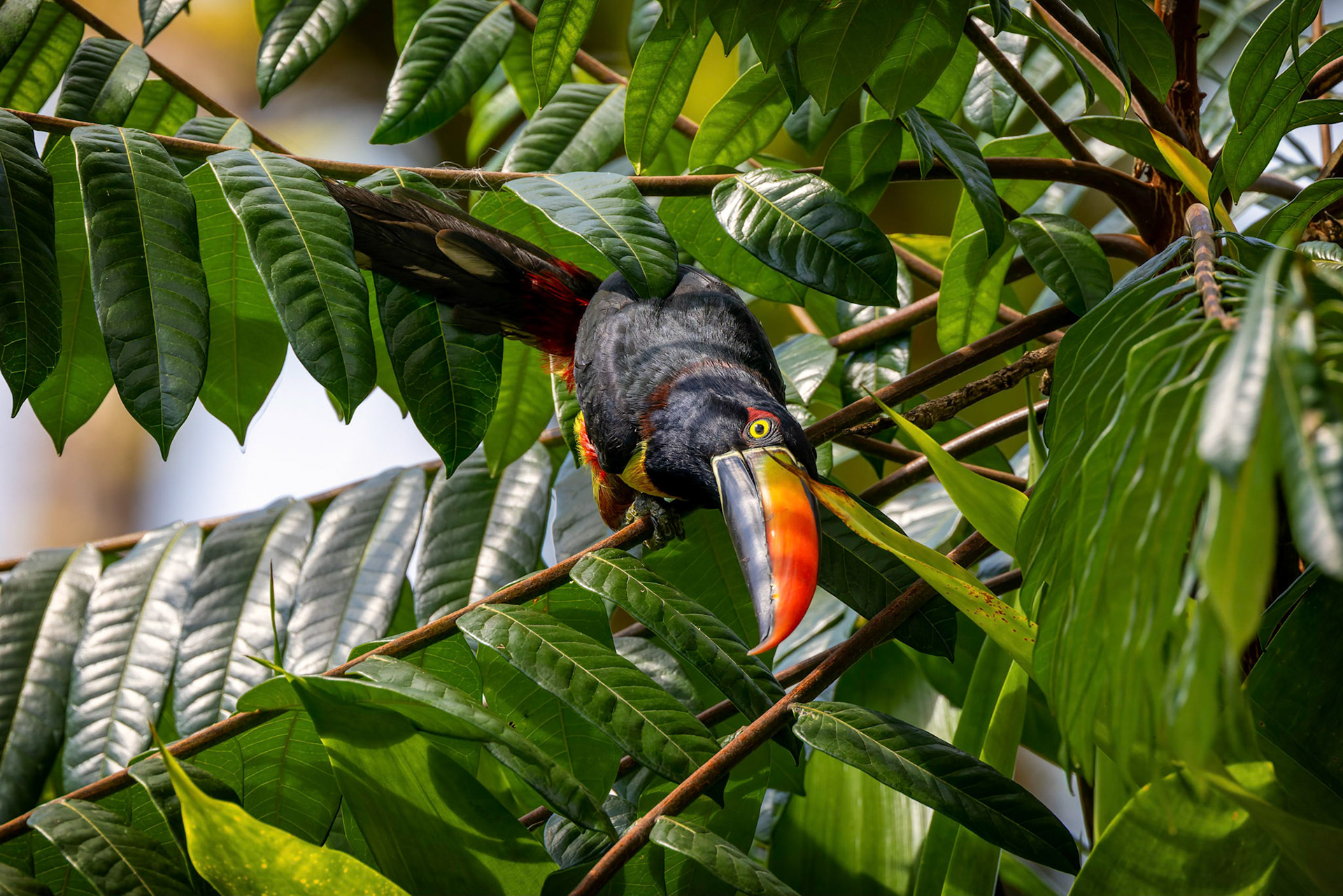 Collared Aracari