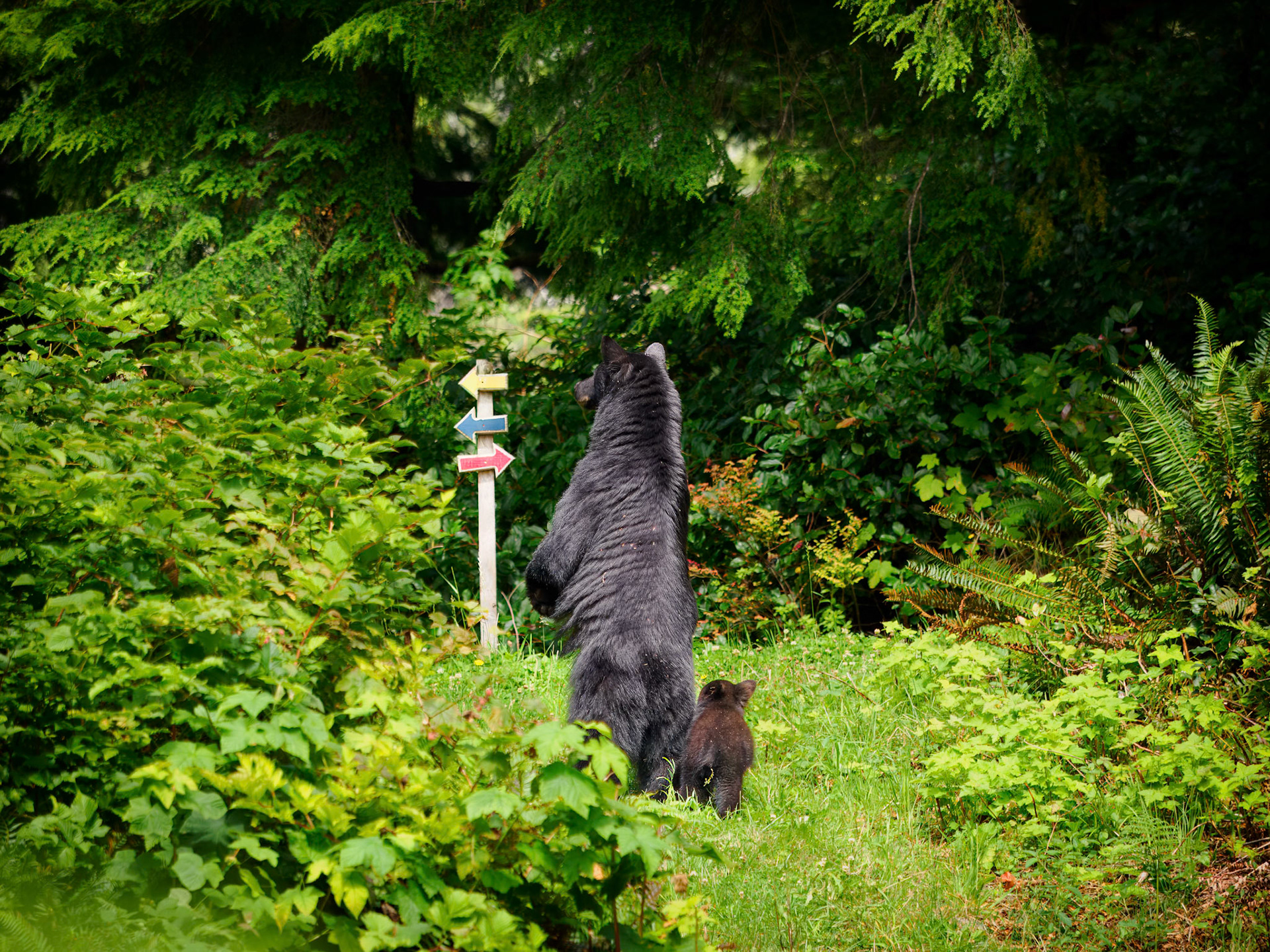Black bear and cubs