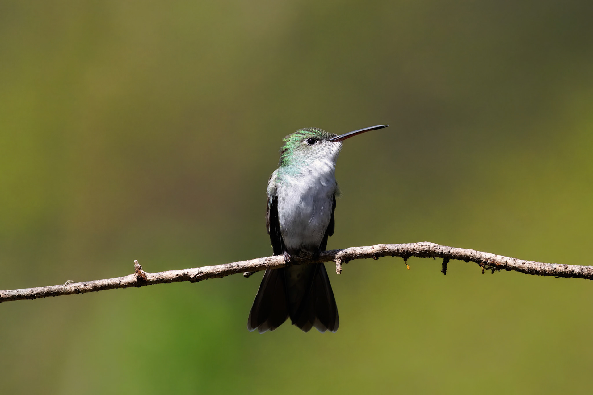 Green-and-white Hummingbird