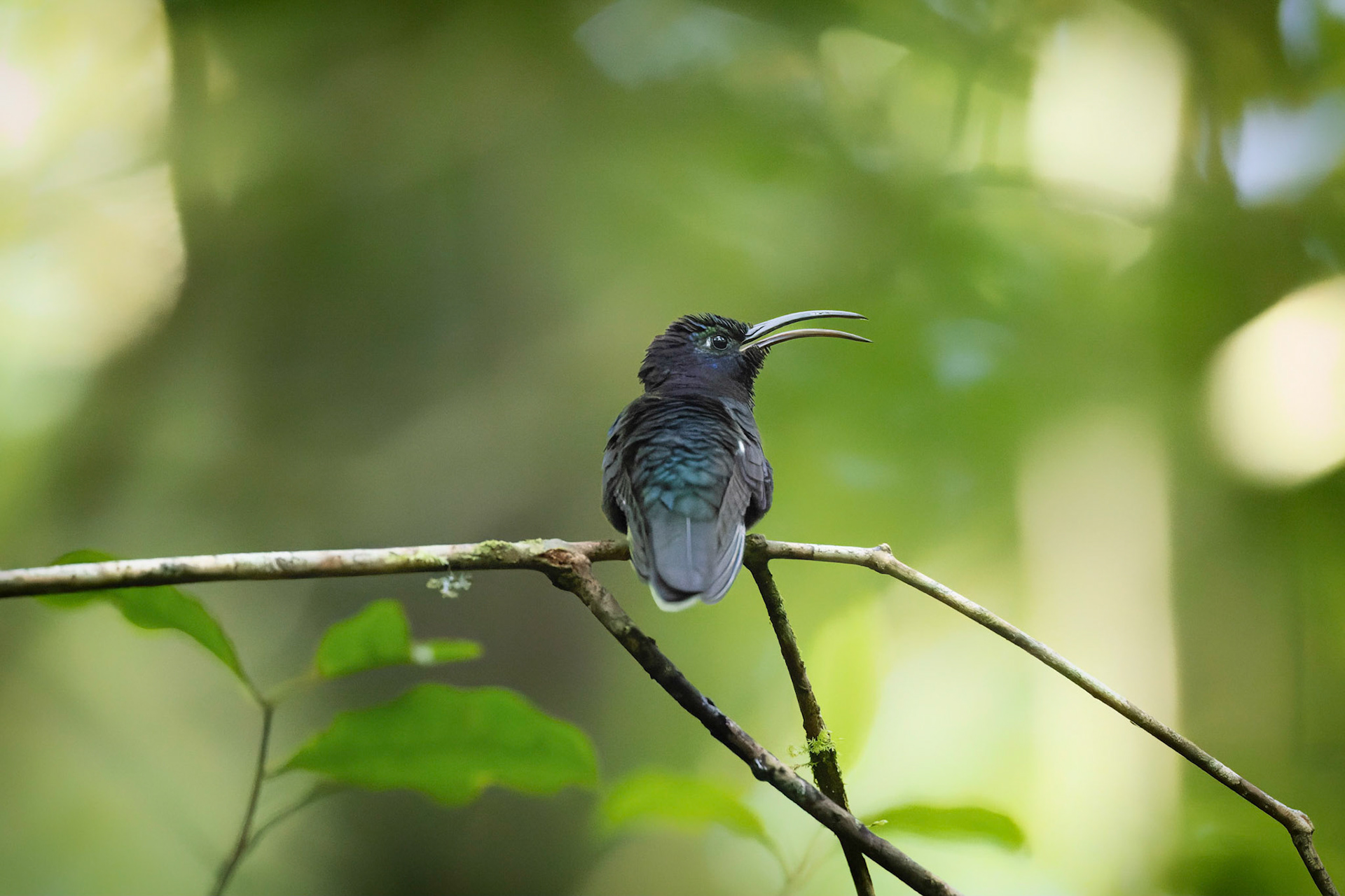 Black-bellied Hummingbird