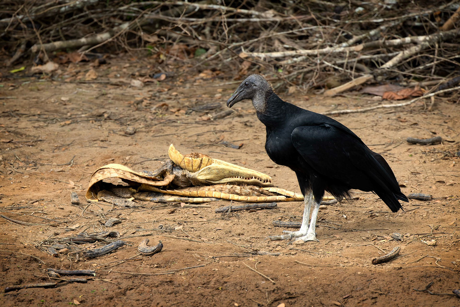 Black Vulture