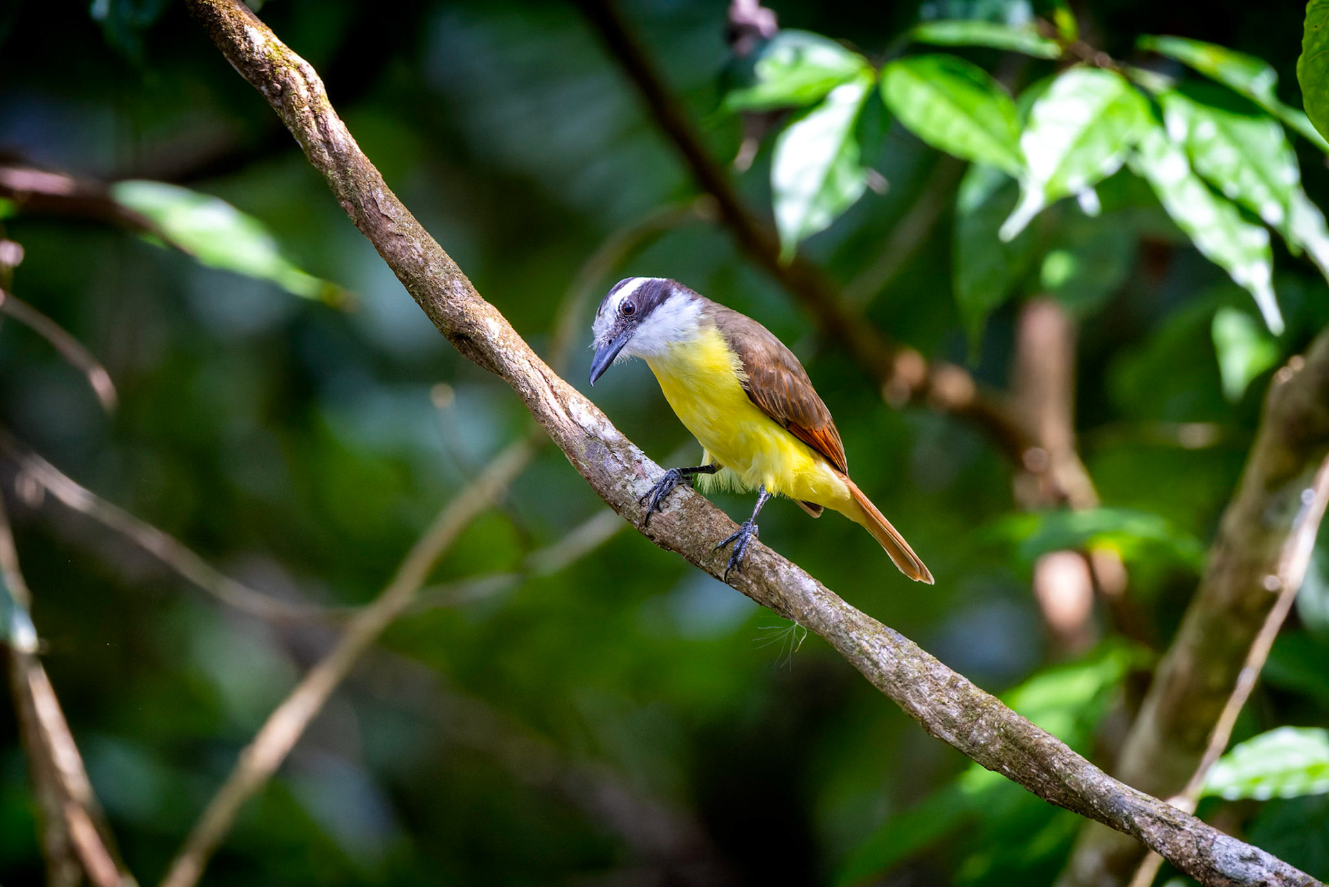 Great Kiskadee