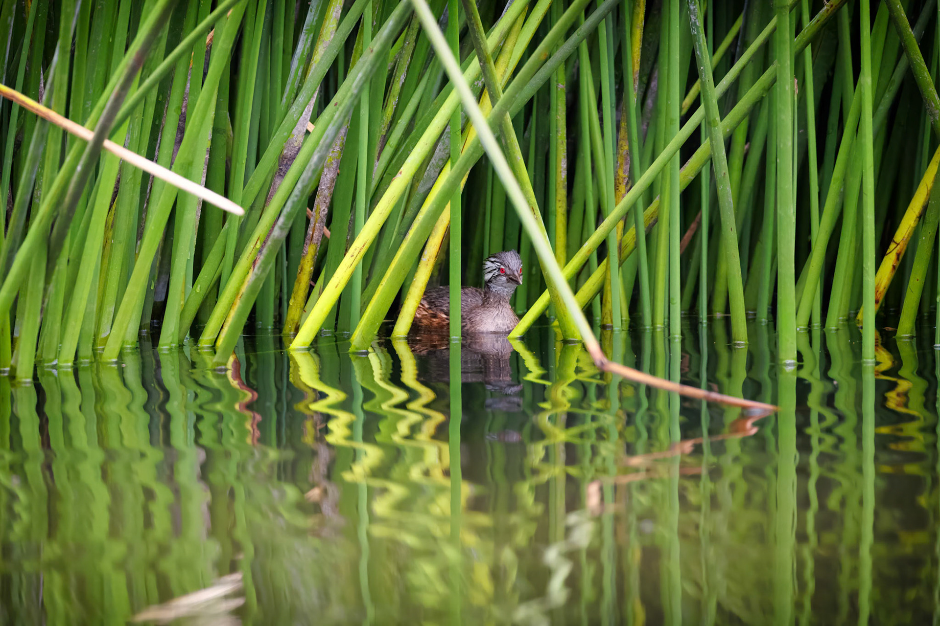 White-tufted Grebe