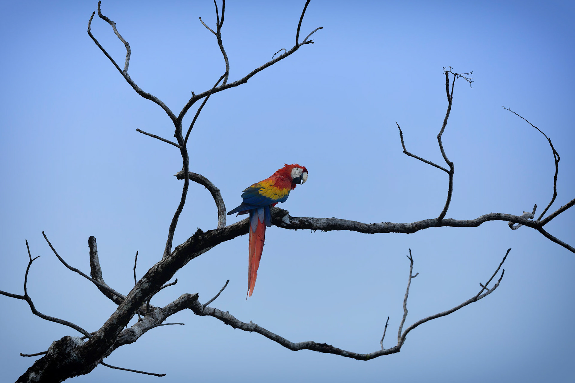 Scarlet Macaw