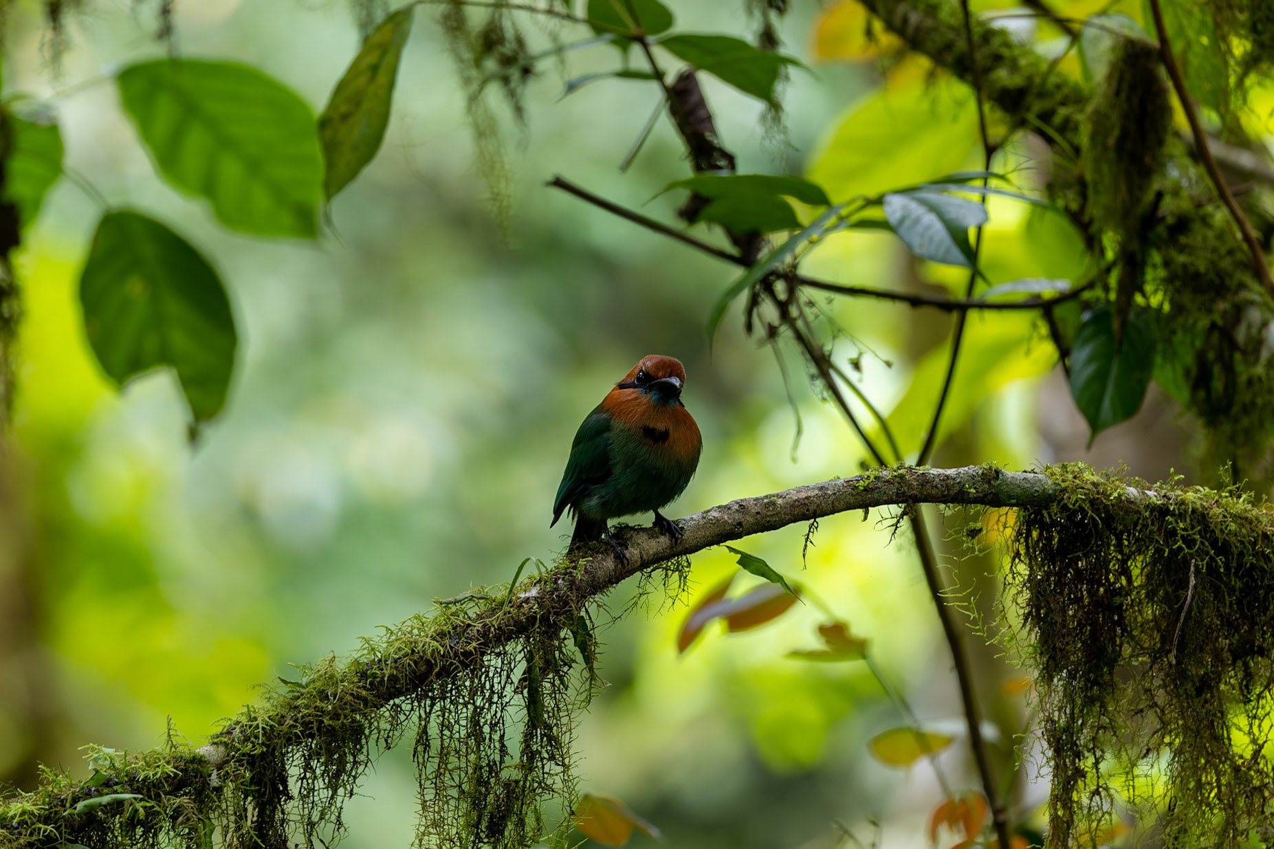 Broad-billed Motmot