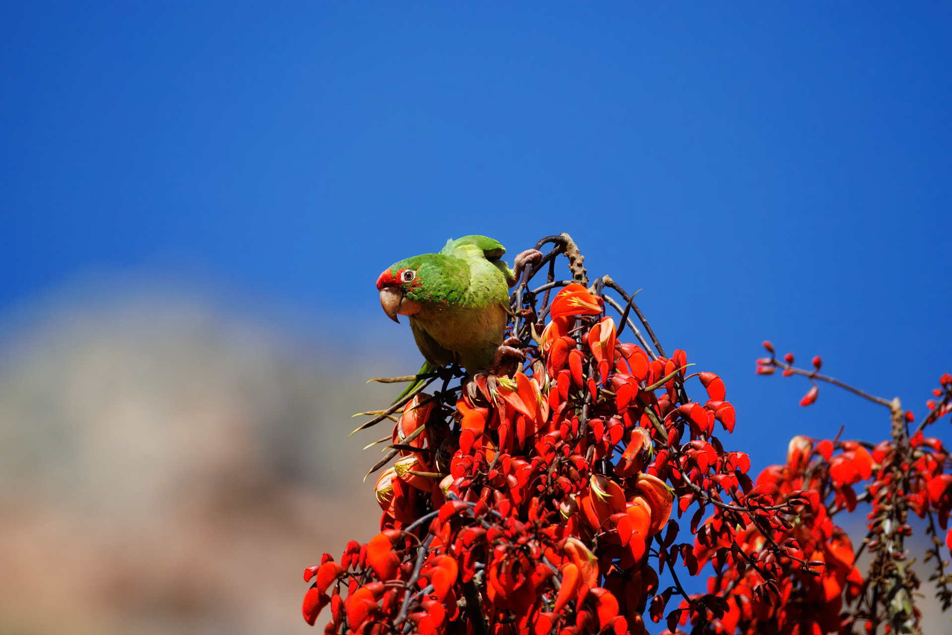 Red-masked Parakeet