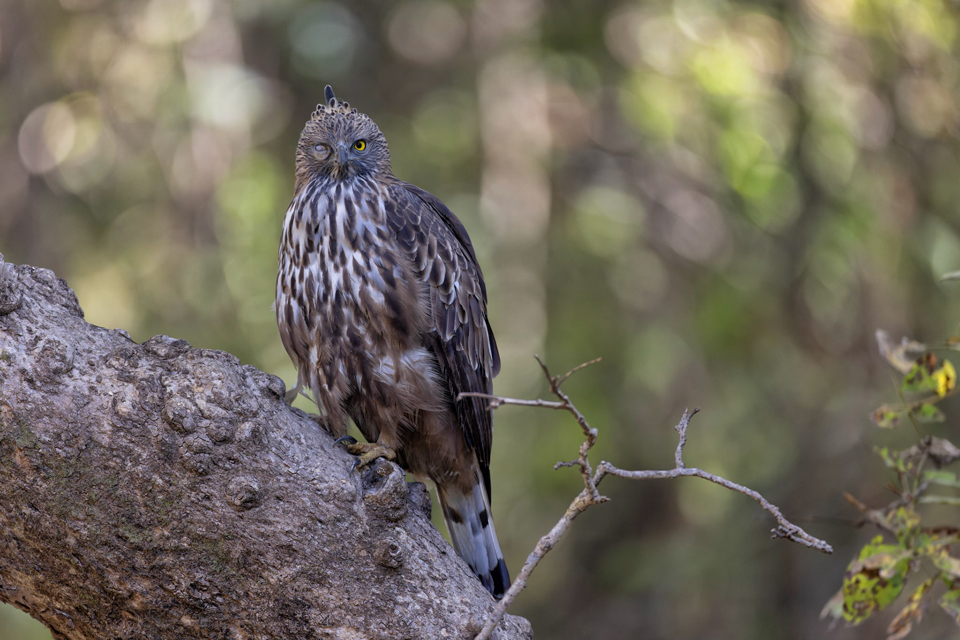 Crested hawk eagle