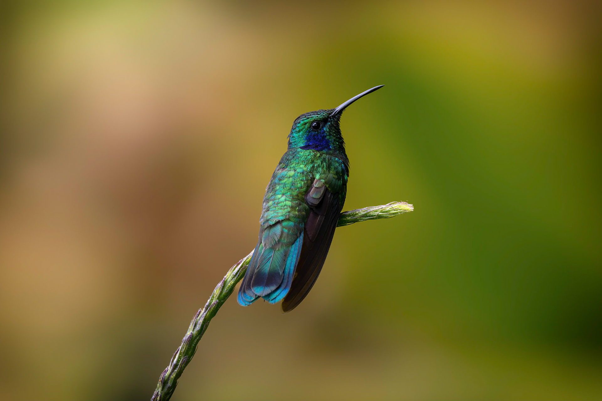 Green Violetear Hummingbird