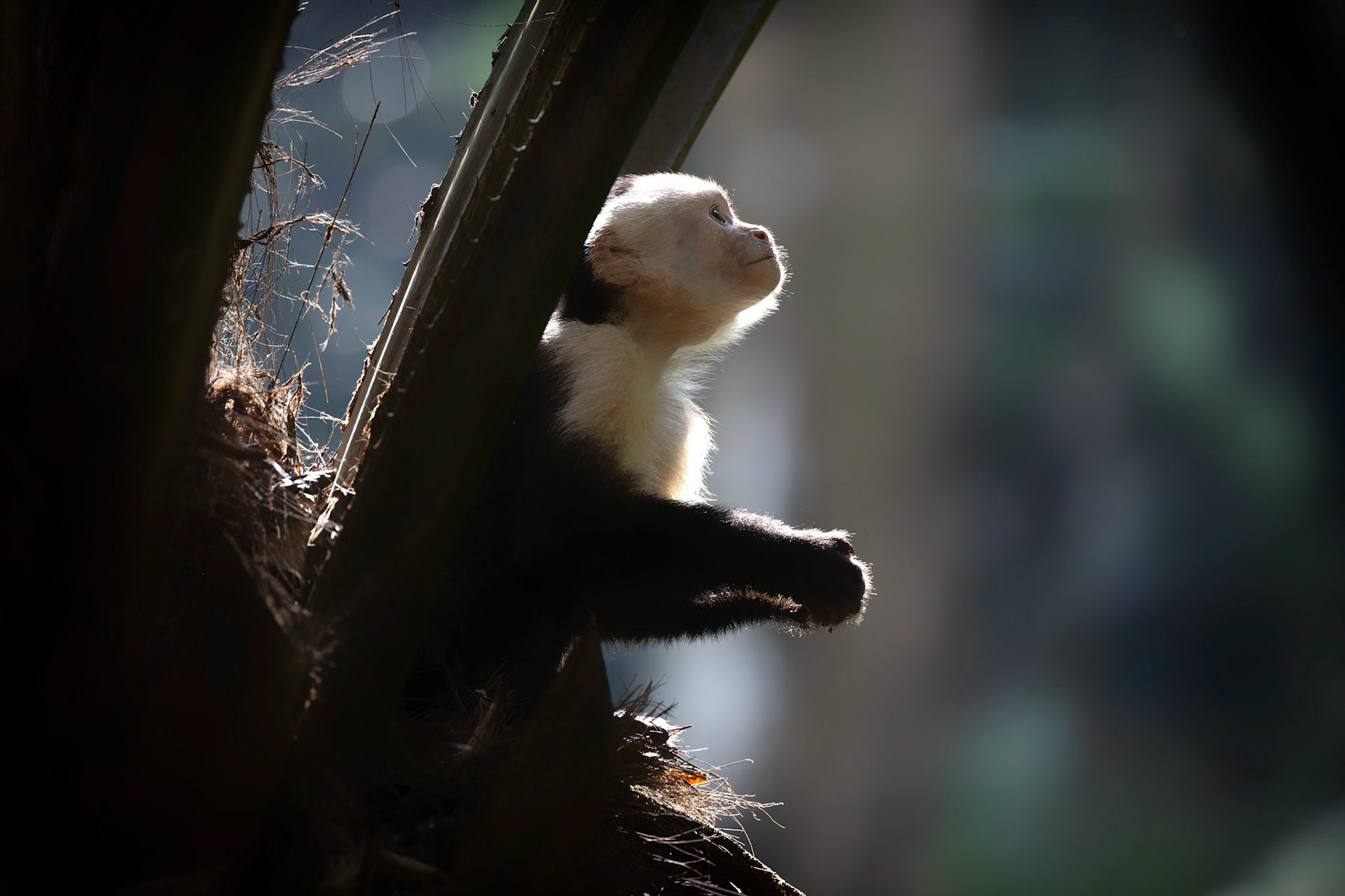 White-faced Capuchin