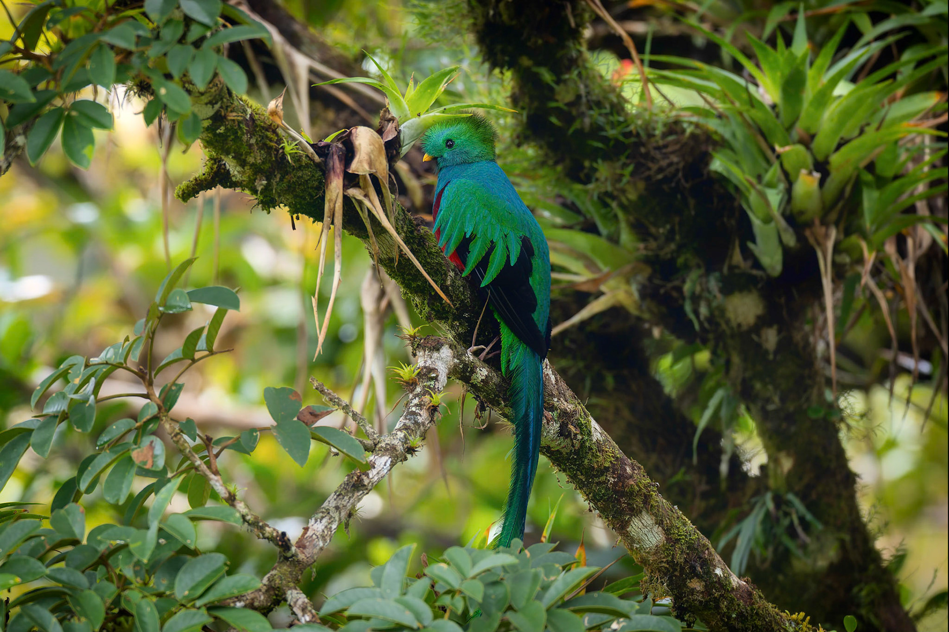 Resplendent Quetzal