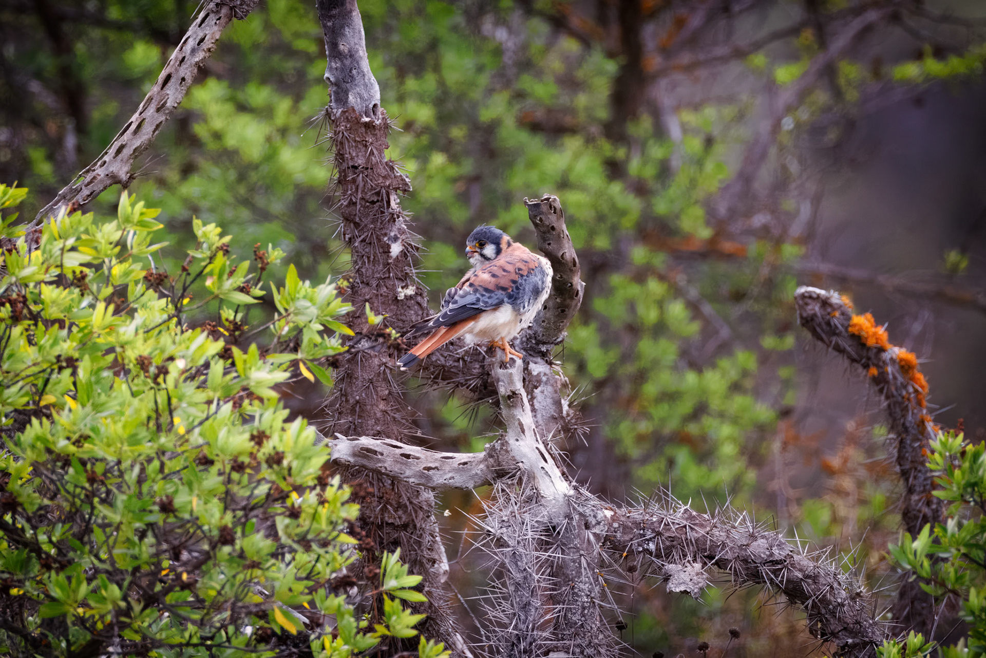 American Kestrel