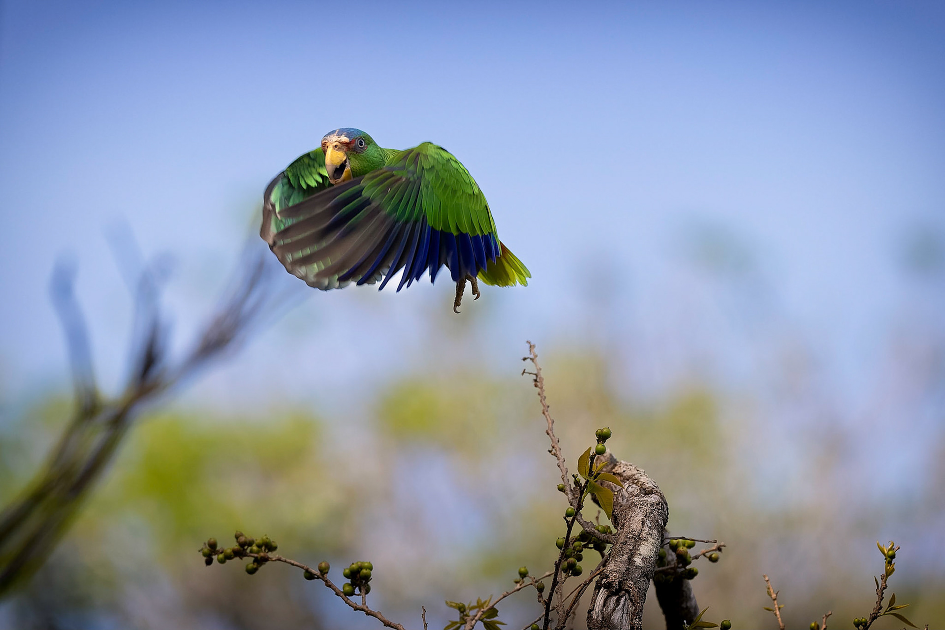 Crimson-fronted Parakeet 