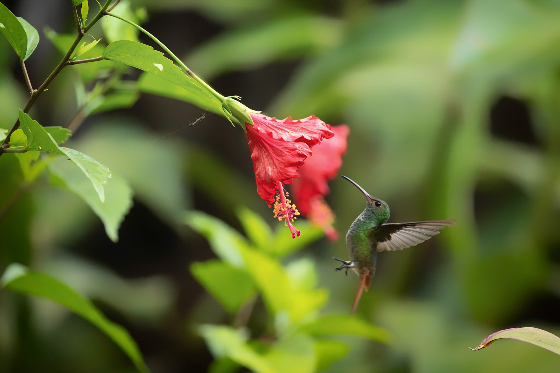 Green Crowned Brilliant Hummingbird