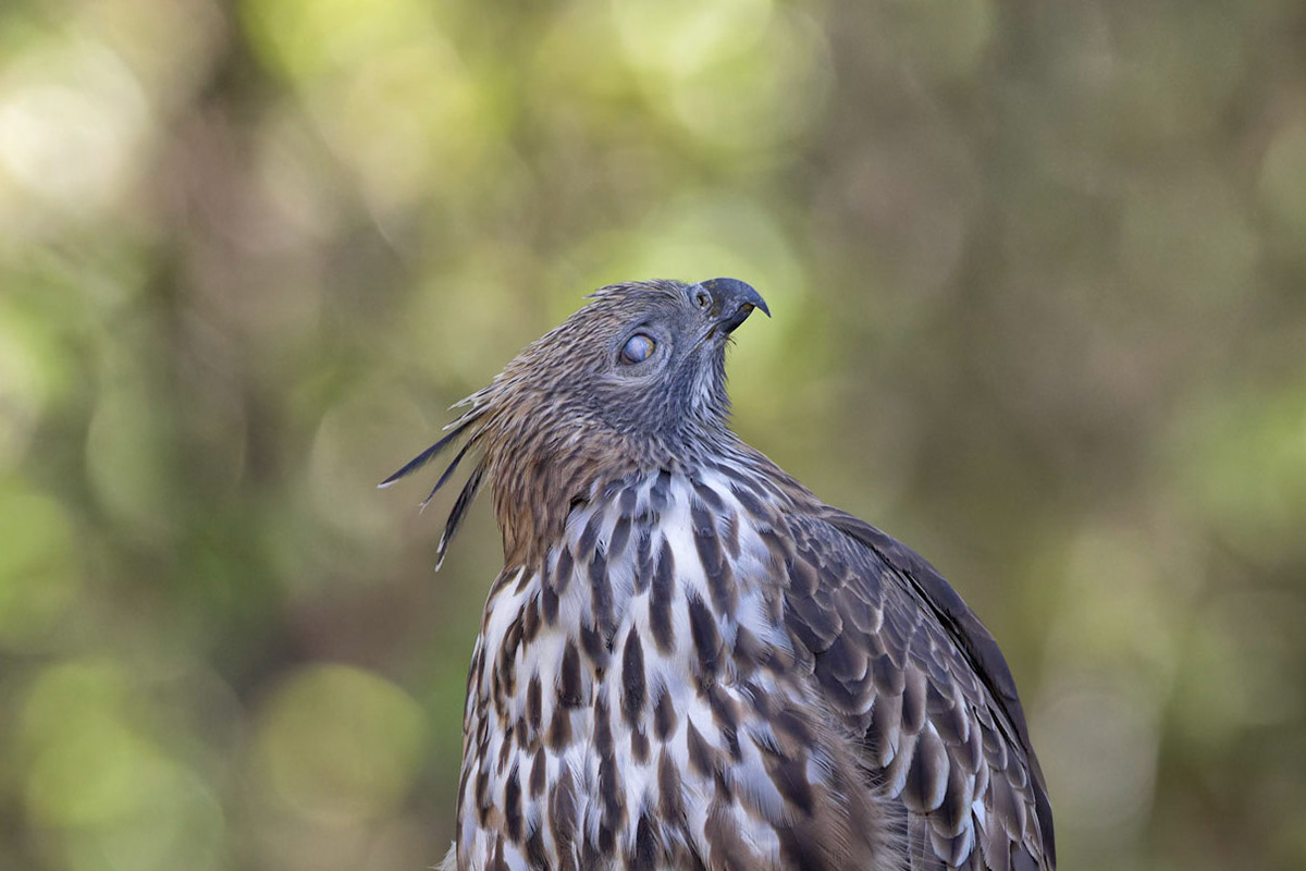 Crested hawk eagle