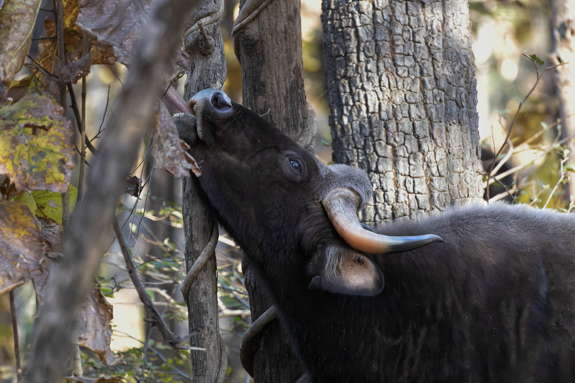 Gaur - Indian bison