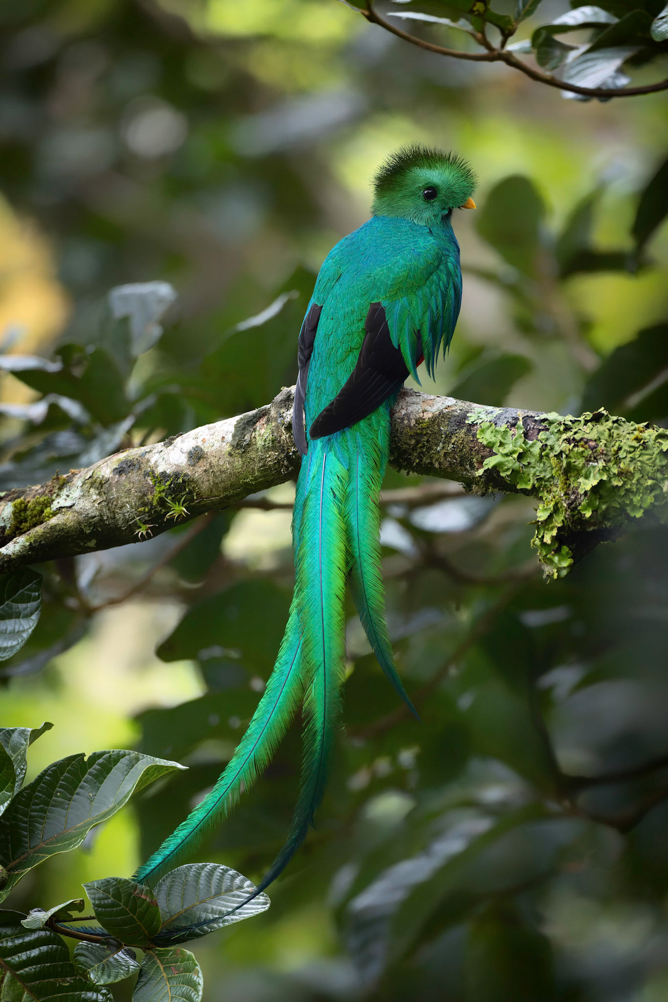 Resplendent Quetzal