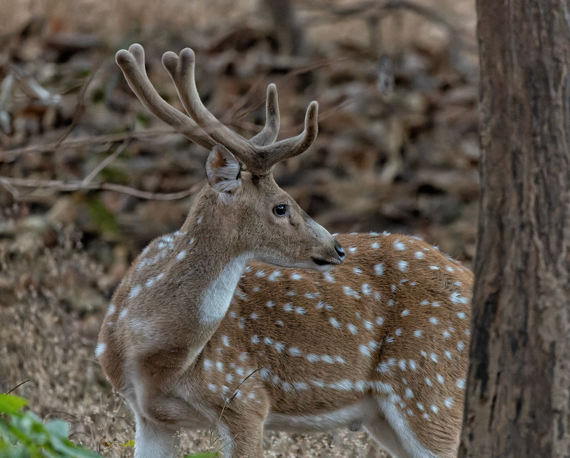 Spotted deer