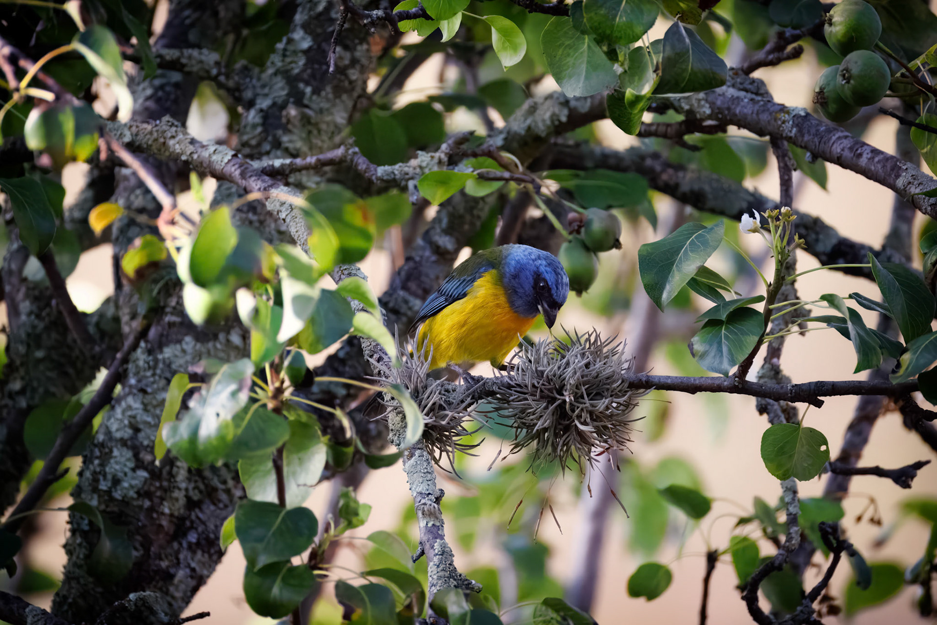 Blue-and-yellow Tanager